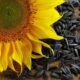 How to Dry Sunflowers