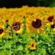 When to Plant Sunflowers