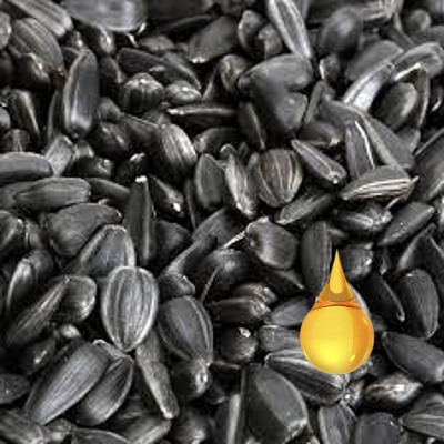 Discover the Many Health Benefits of Black Oil Sunflower Seeds