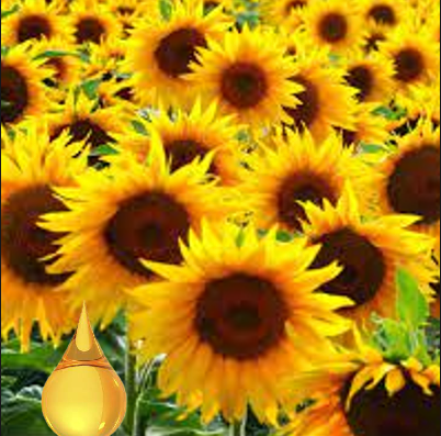 The Benefits of Using Black Oil Sunflower Seeds for Your Garden