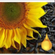 black oil sunflower