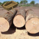 buy acacia wood lumber near me