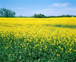 The Benefits and Uses of Canola Oil