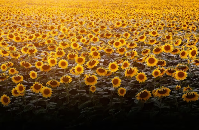 The Health Benefits of Premium Sunflower Oil Refined
